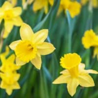 yelow Daffodils
