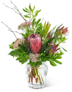 red king protea in vase with greens