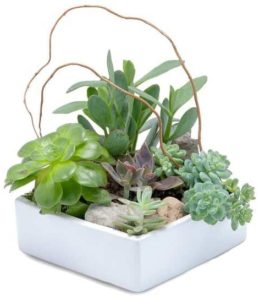 Popular and easy care succulents in a white ceramic container make a stunning garden.