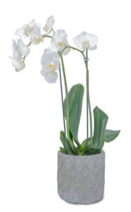 Elegant white orchid plants in this designer container are a beauty!
