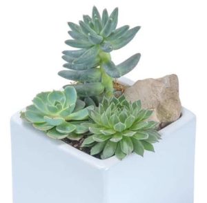 Mini Succulent