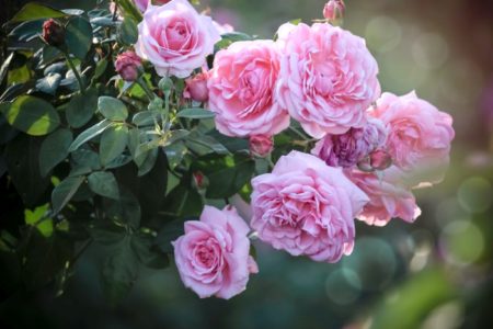 Pink English Roses Blooming